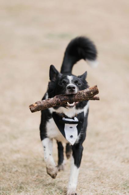 A much-loved family pet